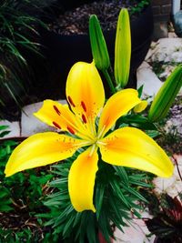 Close-up of yellow flower