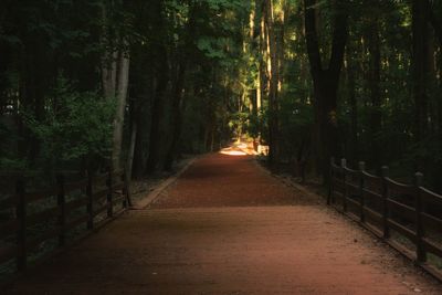 Footpath amidst trees in forest