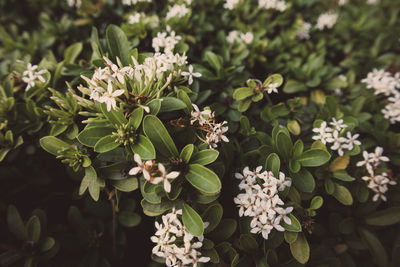 High angle view of flowering plant
