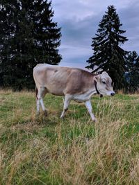 Horse standing in a field