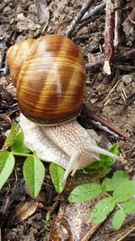 High angle view of snail