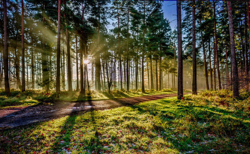Pine trees in forest