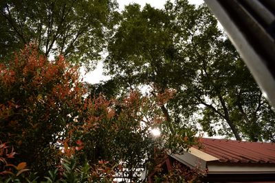 Low angle view of trees and building against sky