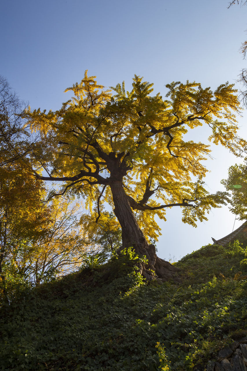 LOW ANGLE VIEW OF TREES AGAINST SKY