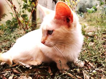 Close-up of cat sitting in grass