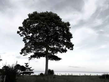 Tree in park against sky