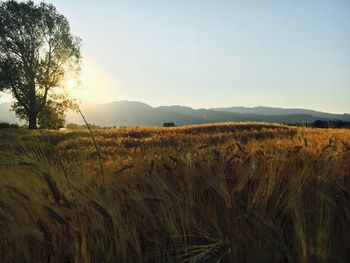 Scenic view of wheat field against sky