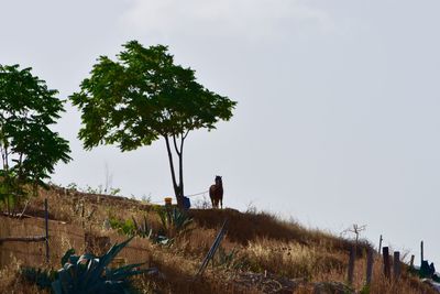 Man on field against clear sky