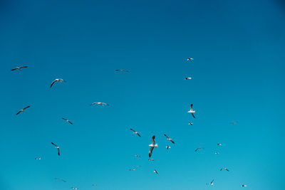 Low angle view of birds flying in the sky