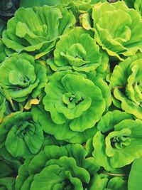 Full frame shot of green plant