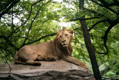 Cat sitting on rock