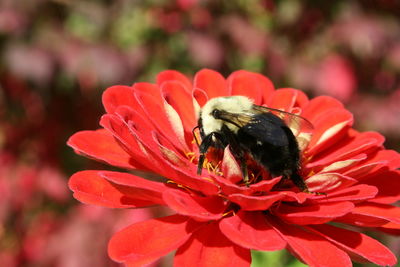 Close-up of bee on red flower