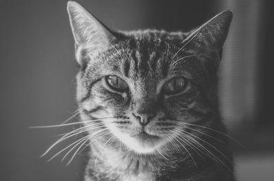 Close-up portrait of cat