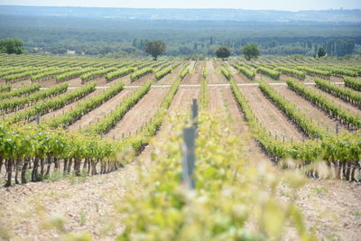 Scenic view of vineyard