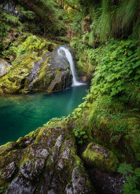 Scenic view of waterfall in forest