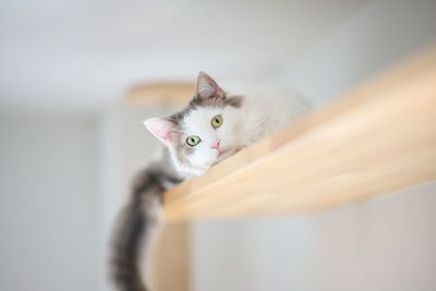 Portrait of white cat relaxing on wooden shelf