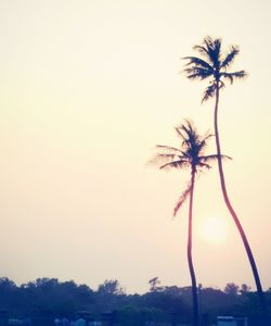 Palm tree on beach against sky