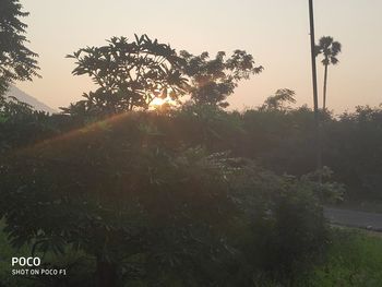 Trees against clear sky during sunset