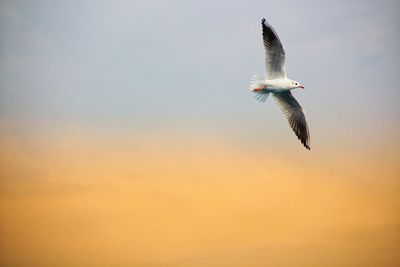 Low angle view of seagull flying in sky