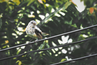 Bird perching on a branch