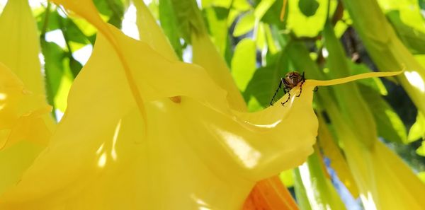 Close-up of insect on plant