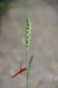 Close-up of plant growing on field