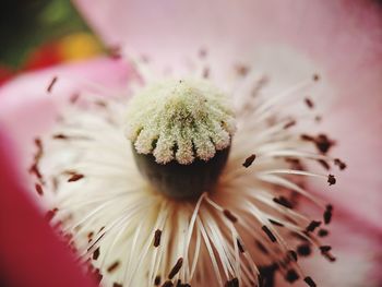 Close-up of white dandelion flower