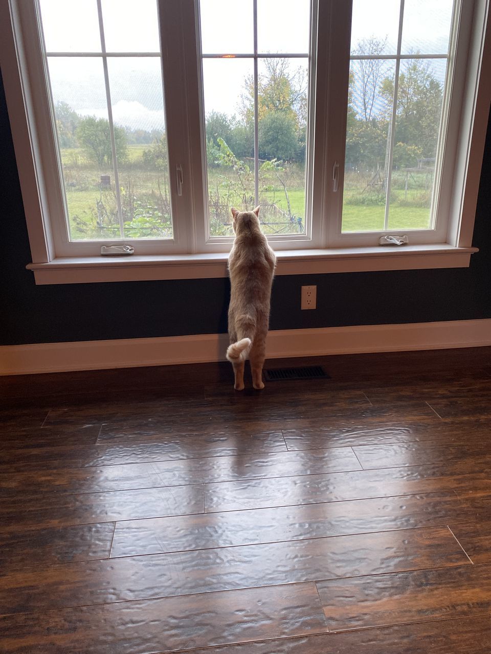 window, wood, indoors, window covering, room, interior design, wall, no people, one animal, animal, day, home, animal themes, home interior, door, glass, hardwood, pet, entrance, domestic animals, floor, house, mammal, nature, transparent, window treatment, sunlight, architecture, window blind