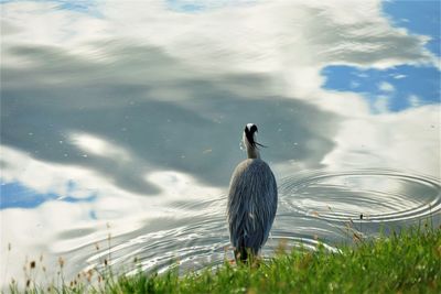 Bird on a lake