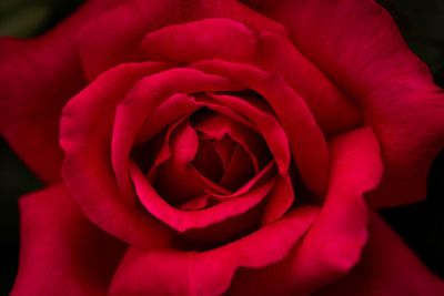 Close-up of red rose