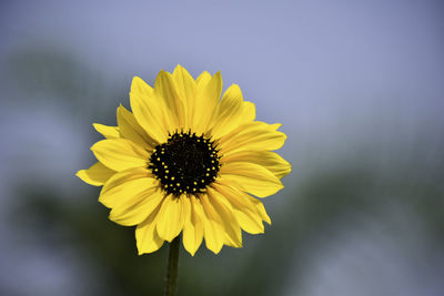 Close-up of sunflower