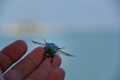 Close-up of insect on hand