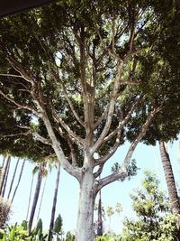 Low angle view of palm trees