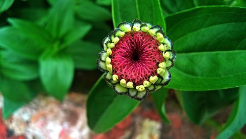 Close-up of passion flower blooming outdoors