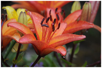 Close-up of orange day lily blooming outdoors