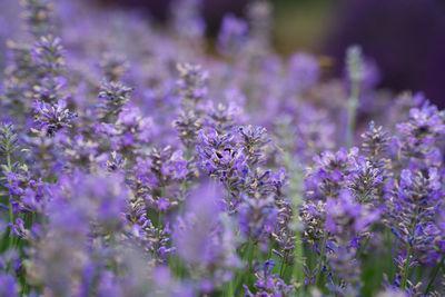 Close-up of purple flowering plants on field