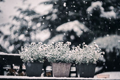 Close-up of snow on plants