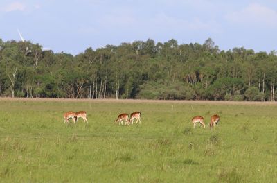 Grazing deer in the vestamager nature protection area next to copenhagen.