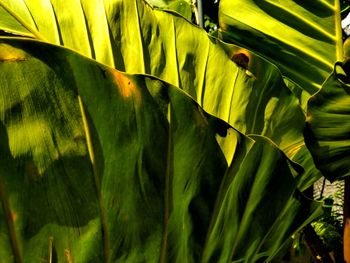 Close-up of green leaves