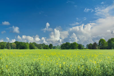 Scenic view of agricultural field against sky