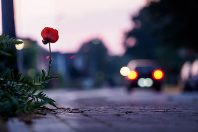 Close-up of red flowering plant in city at sunset