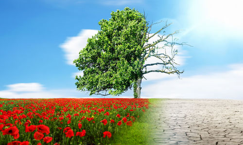 Close-up of red flowering plant on field against sky