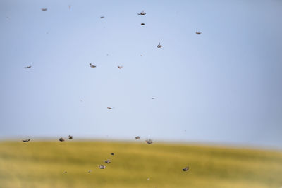 Flock of birds flying in the sky