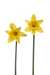 Close-up of yellow daffodil against white background