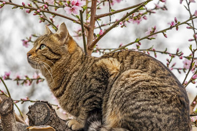 Spring flowers and cat on tree branch in nature