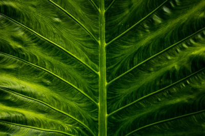 Full frame shot of palm leaves