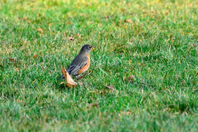 Bird perching on a field