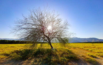 Tree on field against clear sky