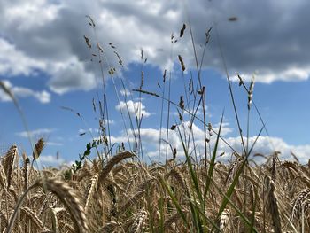 Close-up of wheat growing on field against sky