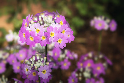 Close-up of purple flowering plants on field